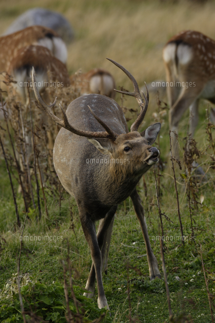 ニホンジカ（エゾシカ） オス 鳴く[32178000952]の写真・イラスト素材