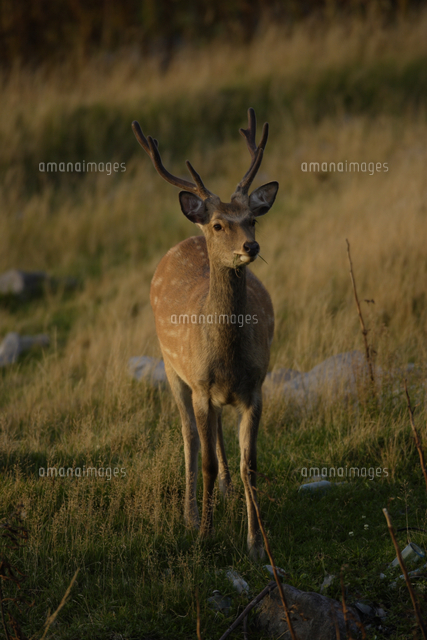 ニホンジカ（エゾシカ） オス 全身 正面[32178000958]の写真・イラスト