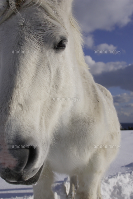 ウマ 寒立馬 白馬 顔 の写真素材 イラスト素材 アマナイメージズ
