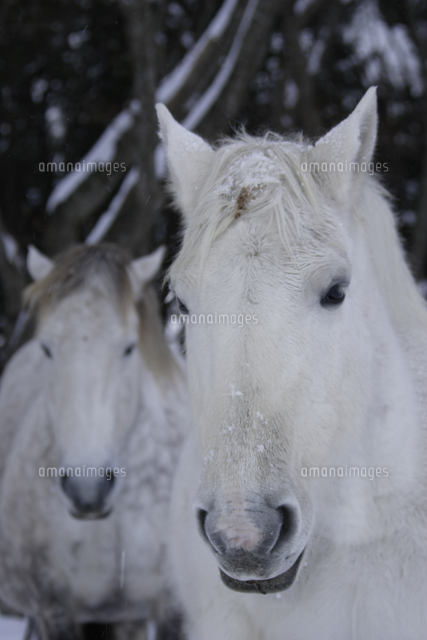 ウマ 寒立馬 顔 2頭 白馬 の写真素材 イラスト素材 アマナイメージズ