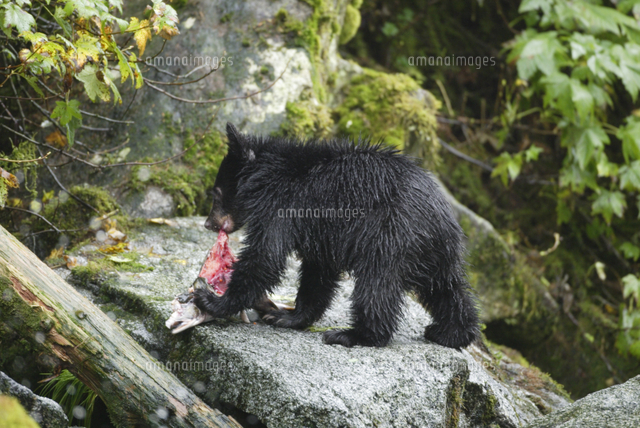 アメリカグマ アメリカクロクマ 子供 魚を食べる の写真素材 イラスト素材 アマナイメージズ
