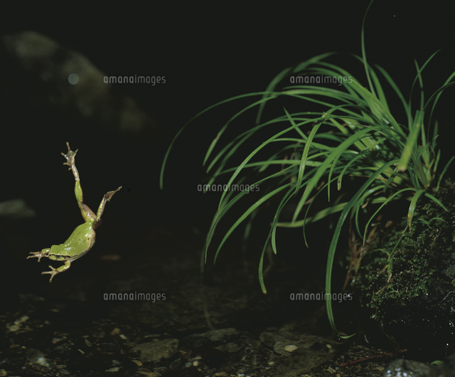池に飛び込んで逃げるニホンアマガエル アマガエル の写真素材 イラスト素材 アマナイメージズ