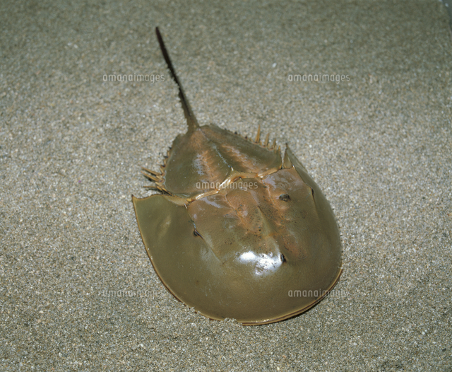 カブトガニ の写真素材 イラスト素材 アマナイメージズ