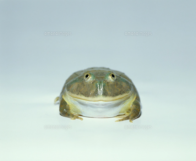 バジェットガエルの写真素材 ストックフォト アマナイメージズ