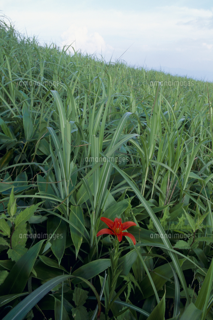 ヒメユリ の写真素材 イラスト素材 アマナイメージズ