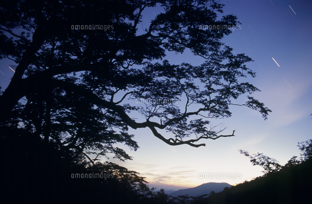 ミズメの大木と西の星空 秋 の写真素材 イラスト素材 アマナイメージズ