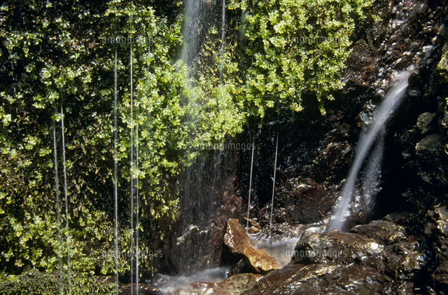 苔と岩清水[32180000598]の写真・イラスト素材｜アマナイメージズ