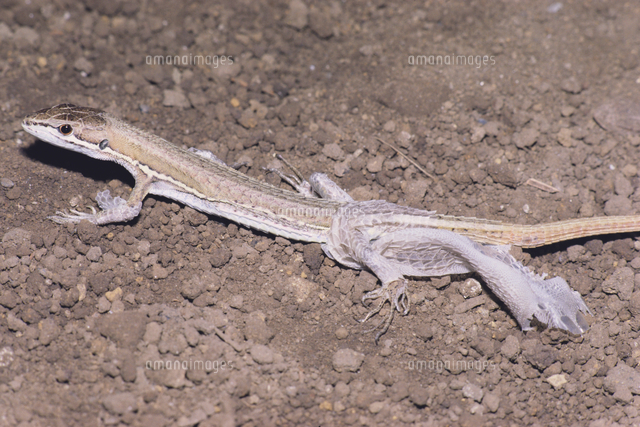 ニホンカナヘビ 脱皮 の写真素材 イラスト素材 アマナイメージズ