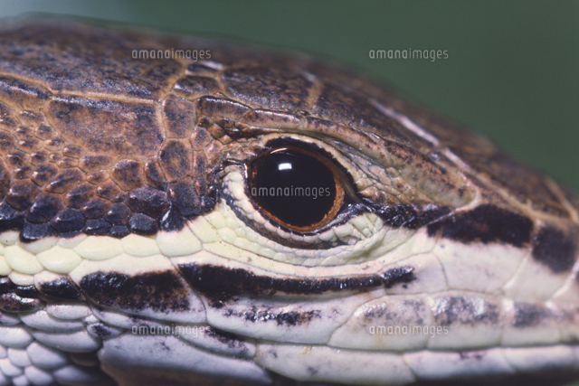 ニホンカナヘビ 目 の写真素材 イラスト素材 アマナイメージズ