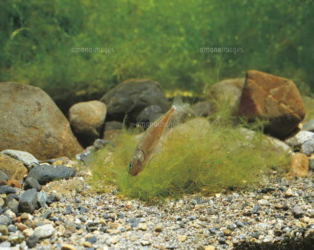 イトヨ（降海型）の巣作り[32182000177]の写真素材・イラスト素材 