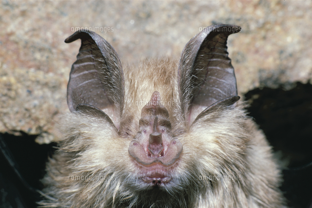 コキクガシラコウモリの顔 の写真素材 イラスト素材 アマナイメージズ