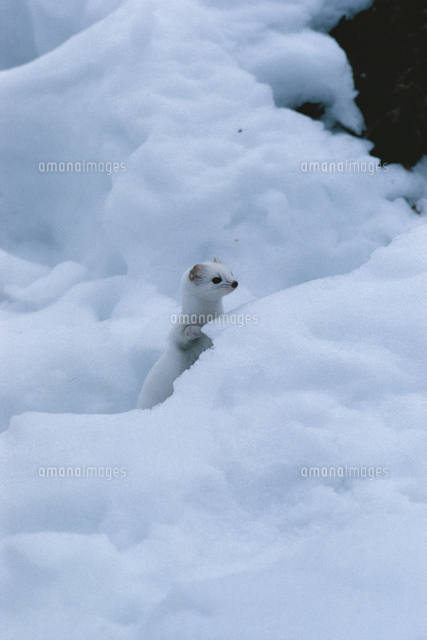 雪の中で立ち上がるホンドオコジョ 冬毛 の写真素材 イラスト素材 アマナイメージズ 雪の中で立ち上がるホンドオコジョ 冬毛 の写真素材 イラスト素材 アマナイメージズ