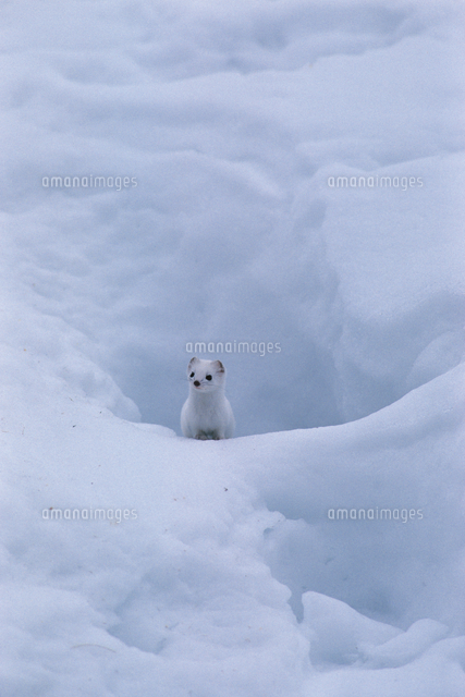 雪の穴から姿を現したホンドオコジョ 冬毛 の写真素材 イラスト素材 アマナイメージズ