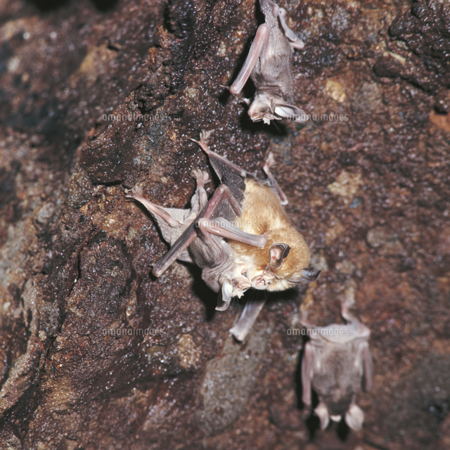 顔をなめて自分の子供を確認するコキクガシラコウモリ の写真素材 イラスト素材 アマナイメージズ
