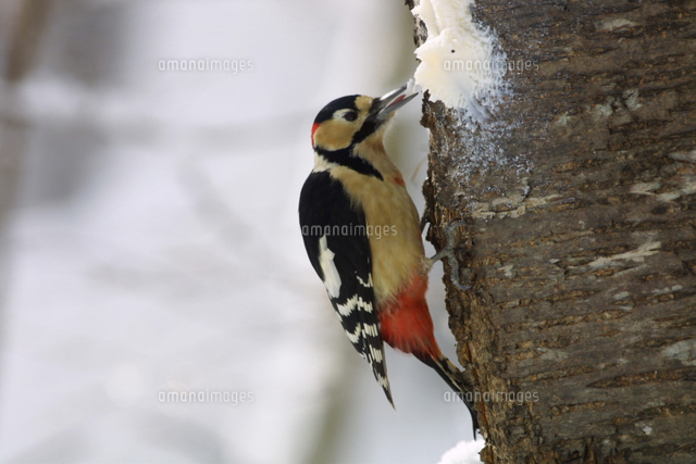 ラードを食べるアカゲラのオス の写真素材 イラスト素材 アマナイメージズ