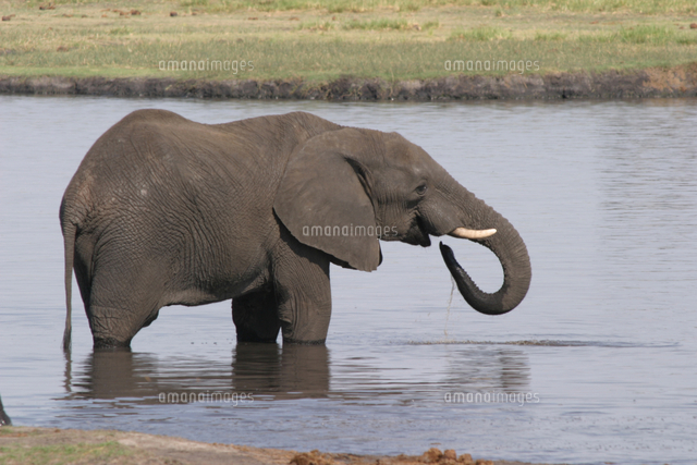 水を飲むアフリカゾウ の写真素材 イラスト素材 アマナイメージズ