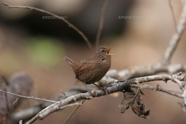 囀るミソサザイ