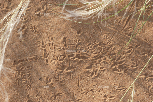 ナミブ砂漠の砂地についた小鳥の足跡 の写真素材 イラスト素材 アマナイメージズ