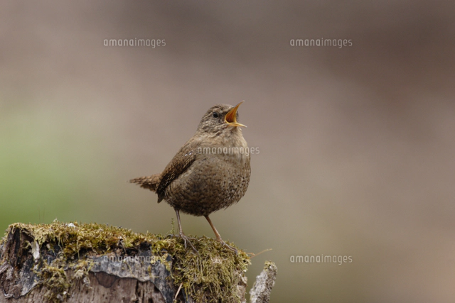 囀るミソサザイのオス[32182002364]の写真・イラスト素材｜アマナ