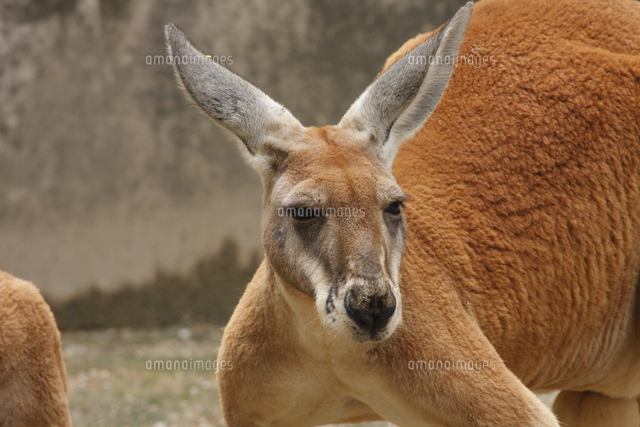アカカンガルー オスの顔 の写真素材 イラスト素材 アマナイメージズ