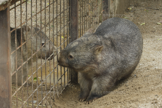 ウォンバット の写真素材 イラスト素材 アマナイメージズ