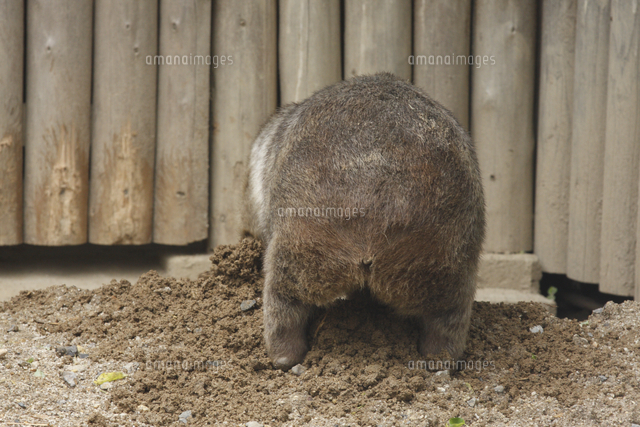土を掘るウォンバット の写真素材 イラスト素材 アマナイメージズ