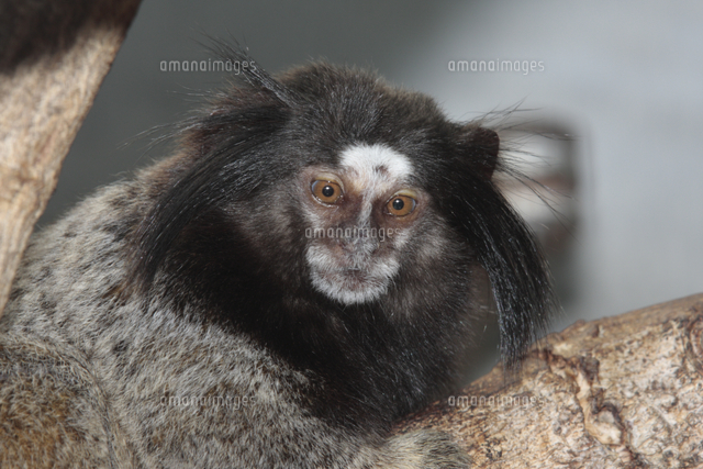 クロミミマーモセット の写真素材 イラスト素材 アマナイメージズ
