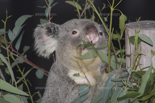 コアラ ユーカリの葉を食べる の写真素材 イラスト素材 アマナイメージズ