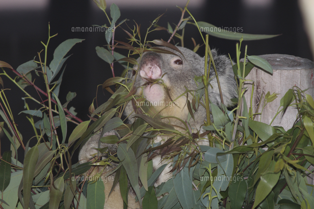 コアラ ユーカリの葉を食べる の写真素材 イラスト素材 アマナイメージズ