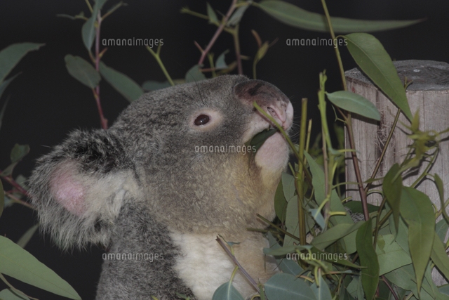 コアラ ユーカリの葉を食べる の写真素材 イラスト素材 アマナイメージズ