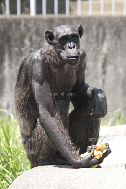 チンパンジー 高齢のメス の写真素材 イラスト素材 アマナイメージズ