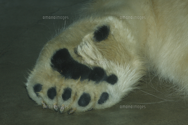 ホッキョクグマ シロクマ 足の裏 の写真素材 イラスト素材 アマナイメージズ