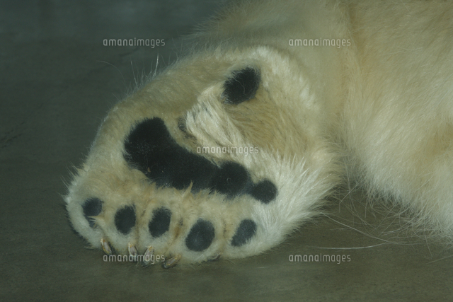 ホッキョクグマ シロクマ 後ろ足の裏 の写真素材 イラスト素材 アマナイメージズ