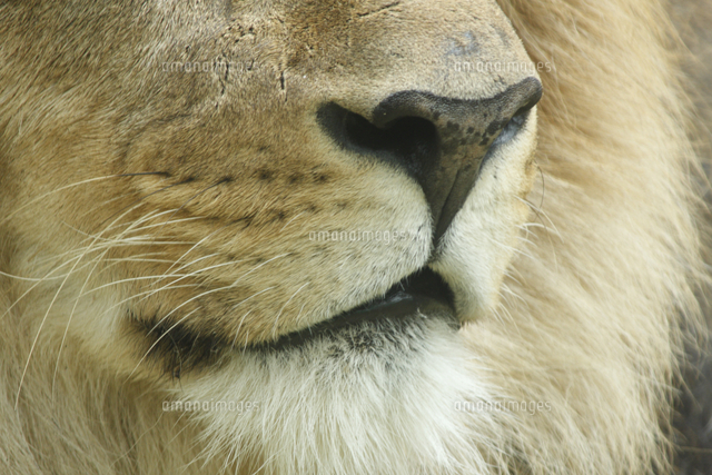 ライオン 鼻 の写真素材 イラスト素材 アマナイメージズ