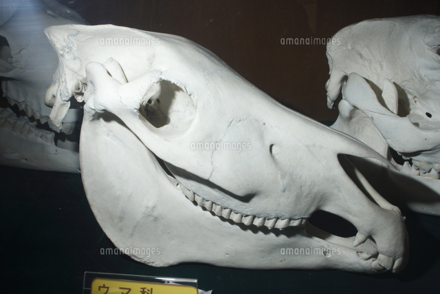 グラントシマウマの頭骨[32182004210]の写真・イラスト素材｜アマナ