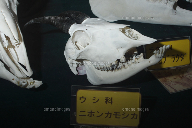 ニホンカモシカの角[32182009487]の写真・イラスト素材｜アマナイメージズ