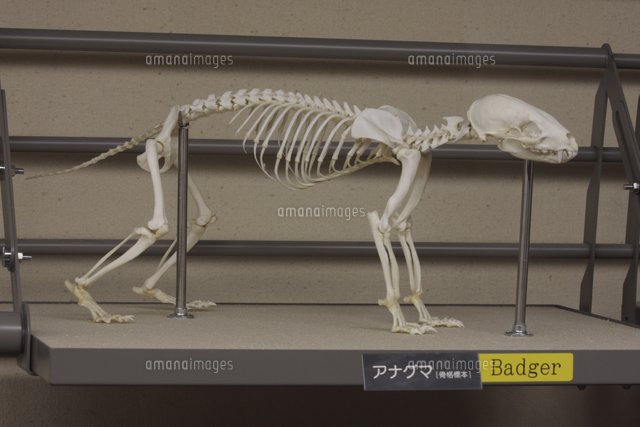 ニホンアナグマの骨格[32182004230]の写真・イラスト素材｜アマナ