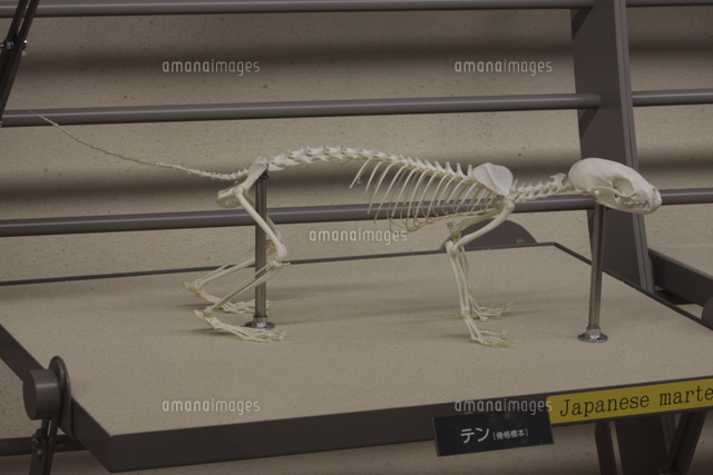 テン 骨格[32182004234]の写真・イラスト素材｜アマナイメージズ