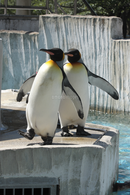オウサマペンギン（キングペンギン） 2羽[32182004279]の写真