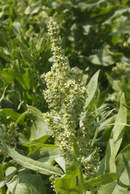 ホウレンソウの花 の写真素材 イラスト素材 アマナイメージズ