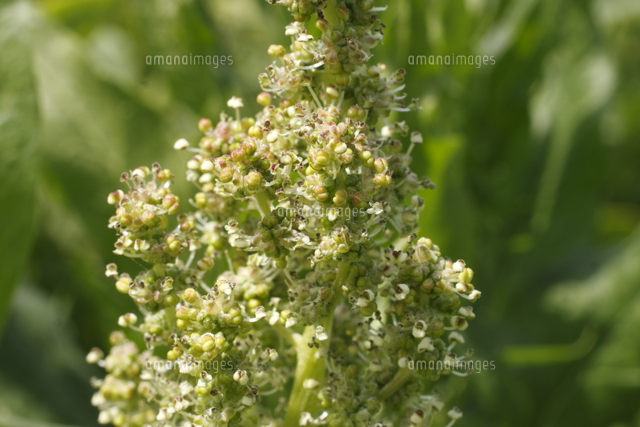 ホウレンソウの花 の写真素材 イラスト素材 アマナイメージズ