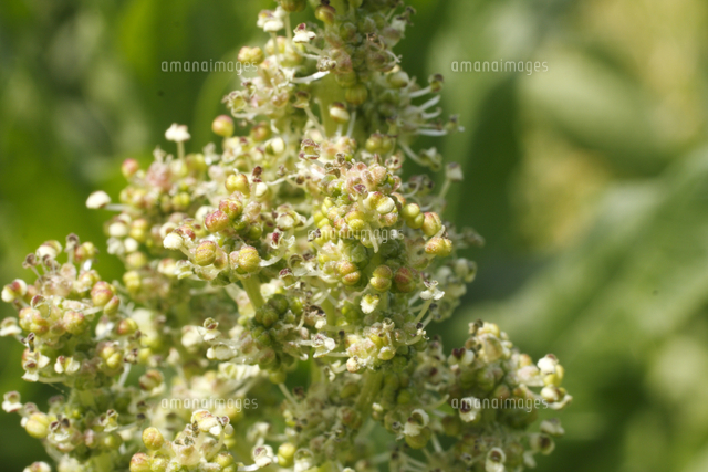 ホウレンソウの花 の写真素材 イラスト素材 アマナイメージズ