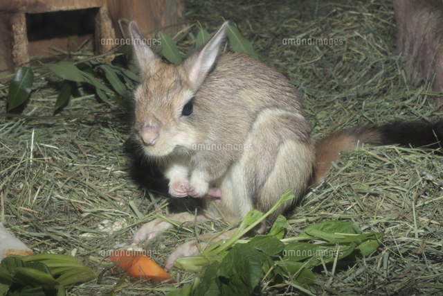 トビウサギ の写真素材 イラスト素材 アマナイメージズ