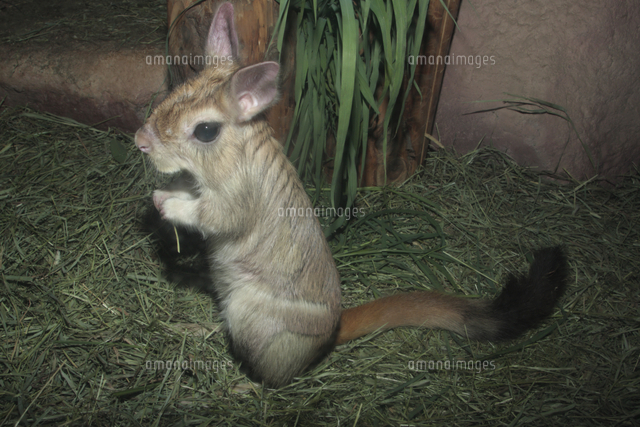 トビウサギ の写真素材 イラスト素材 アマナイメージズ