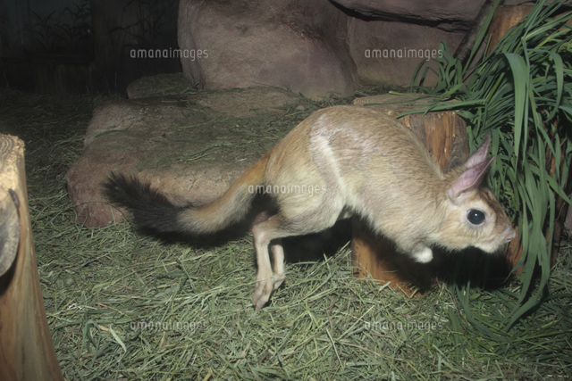 トビウサギ ジャンプ の写真素材 イラスト素材 アマナイメージズ