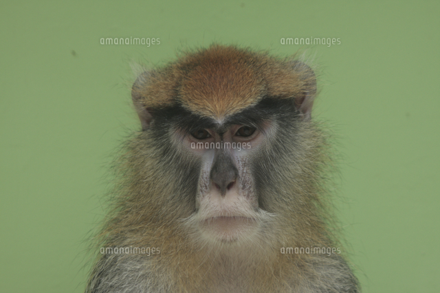 パタスザル 顔 の写真素材 イラスト素材 アマナイメージズ