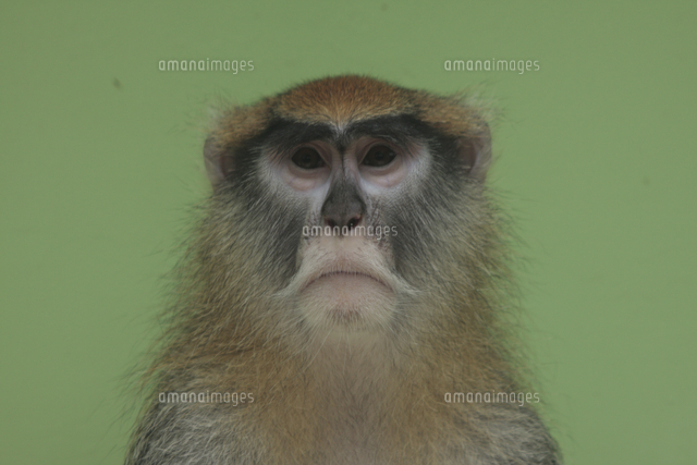 パタスザル 顔 の写真素材 イラスト素材 アマナイメージズ