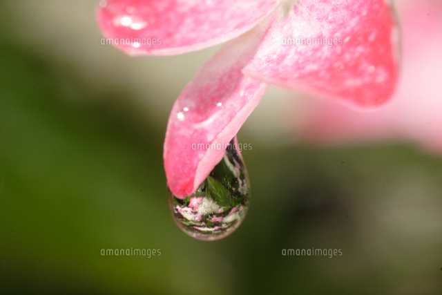 水滴に映ったアジサイ（紅）の花[32182004960]の写真・イラスト素材