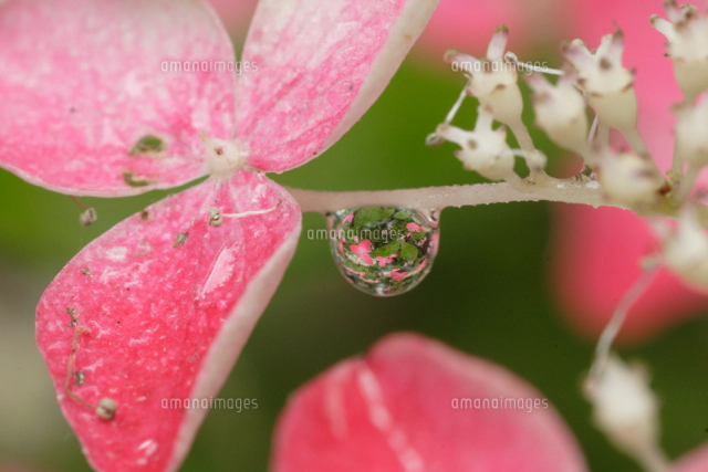 水滴に映ったアジサイ（紅）の花[32182004960]の写真・イラスト素材
