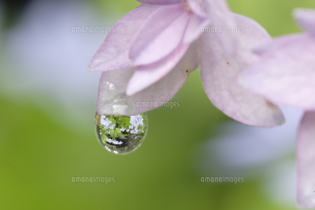 水滴に映ったヤマアジサイ（七段花）の花[32182005016]の写真